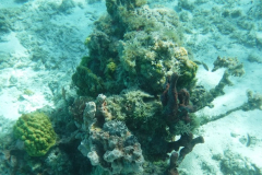DSCF2237