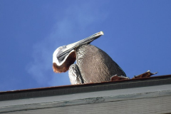 DSCF2259