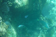 DSCF2297